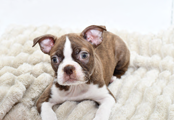 [#251530-07]  - Brown / White F Boston Terrier Puppies for Sale